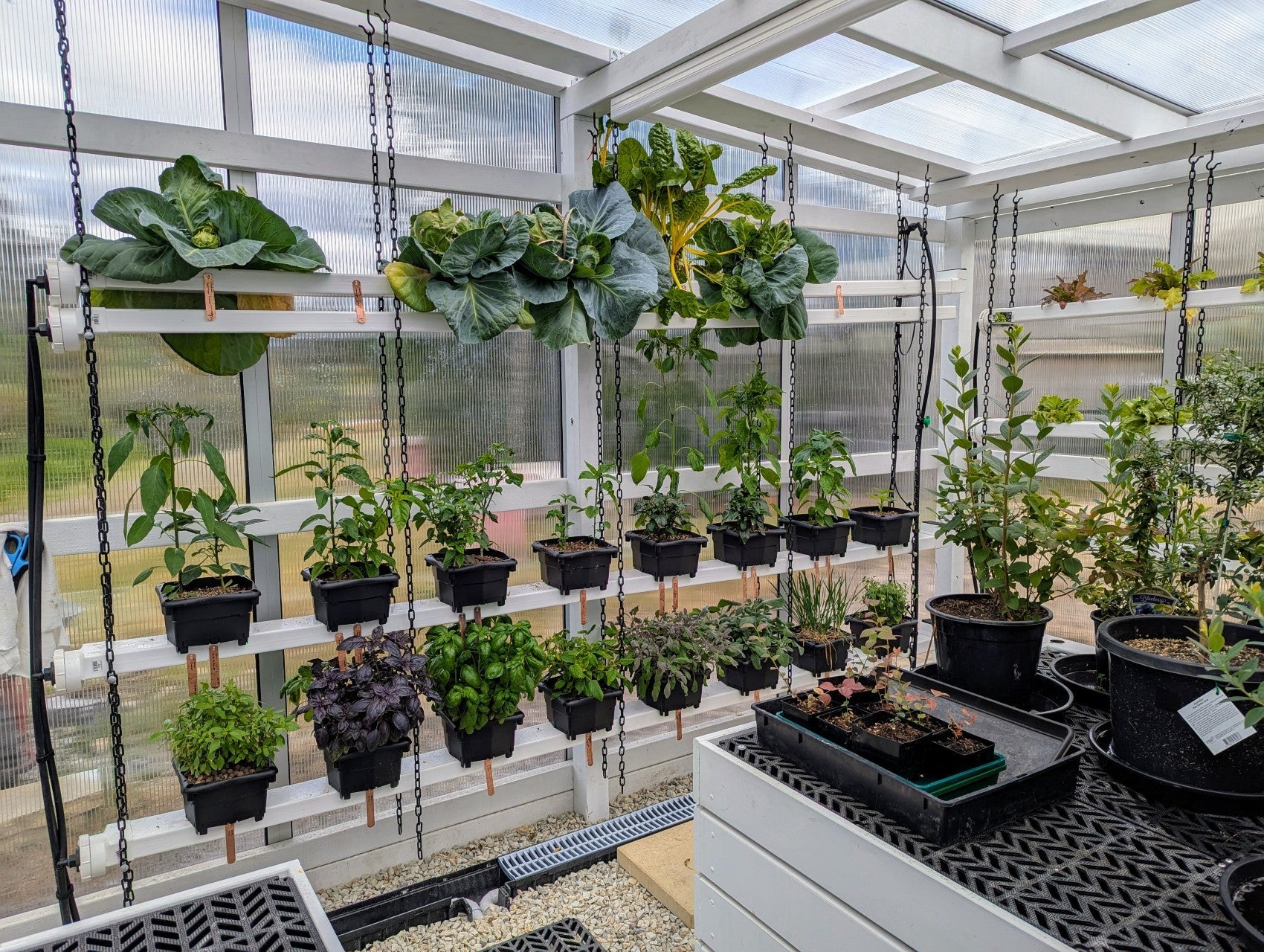 Hooch Multi-Bucket Hydroponic System (12 units)