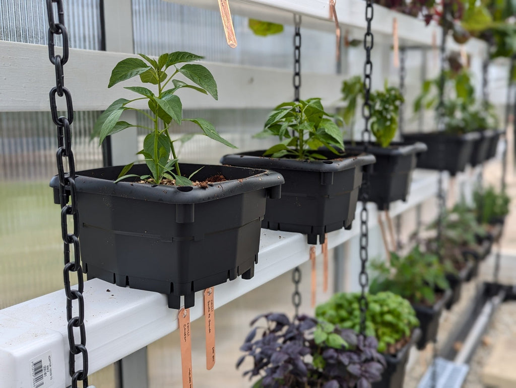 Hooch Multi-Bucket Hydroponic System (12 units)